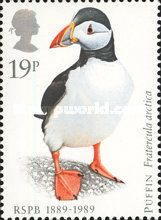 Atlantic Puffin (Fratercula arctica)