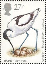 Pied Avocet (Recurvirostra avosetta)