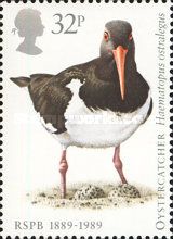 Eurasian Oystercatcher (Haematopus ostralegus)