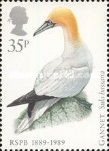 Northern Gannet (Morus bassanus)