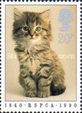 Kitten (Felis silvestris catus)