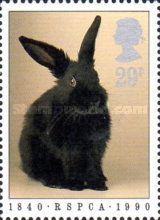 Domestic Rabbit (Oryctolagus cuniculus domesticus)