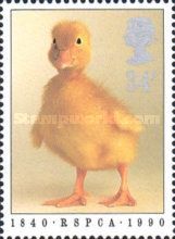 Duckling (Anas platyrhynchos domestica)