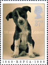 Puppy (Canis lupus familiaris)
