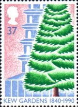 Cedar Tree and Pagoda