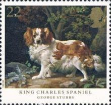 Cavalier-King-Charles-Spaniel (Canis lupus familiaris)