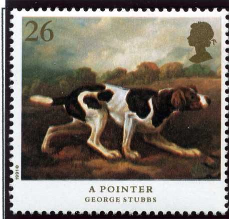 English Pointer (Canis lupus familiaris)