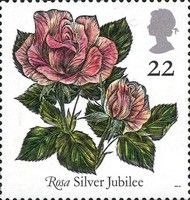"Rosa" Silver Jubilee