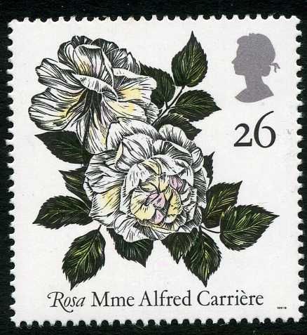 "Rosa" Mme Alfred Carrière