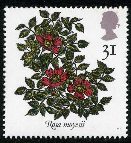 Rosa moyesii