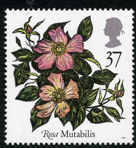 Mutabilis