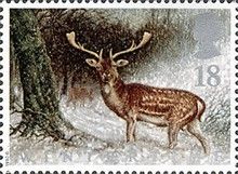 Common Fallow Deer (Dama dama)