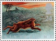 European Hare (Lepus europaeus)