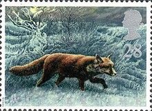 Red Fox (Vulpes vulpes)