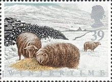 Welsh Mountain Sheep (Ovis ammon aries)