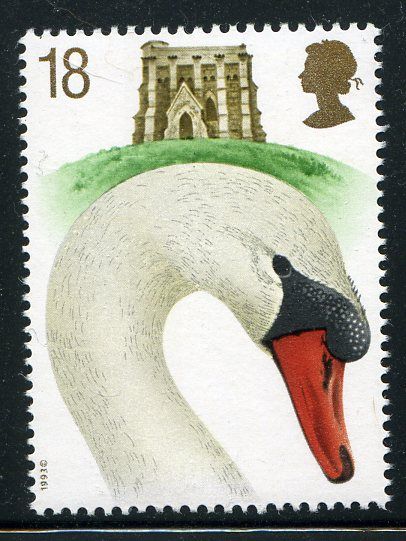 Mute Swan (Cygnus olor), St. Catherine's Chapel