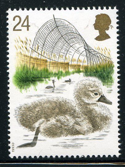 Juvenile Mute Swan (Cygnus olor), Duck Trap