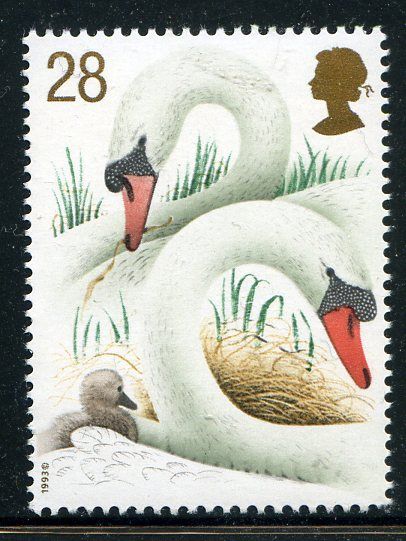 Mute Swan (Cygnus olor)