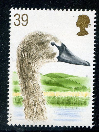 Young Mute Swan (Cygnus olor)