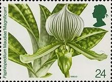 Paphiopedilum Maudiae "Magnificum"