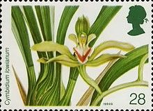 Cymbidium lowianum