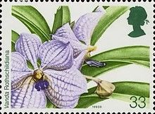 Vanda Rothschildiana