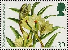 Dendrobium vexillarius var albiviride