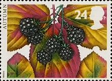 Autumn - Blackberry