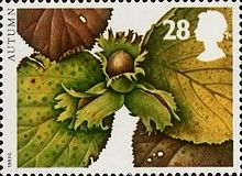Autumn - Hazel