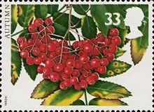 Autumn - Rowan