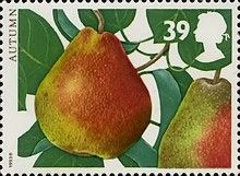 Autumn - Pear