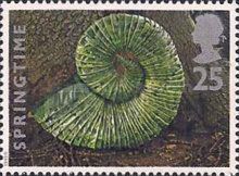 Springtime - Shell of chestnut leaves