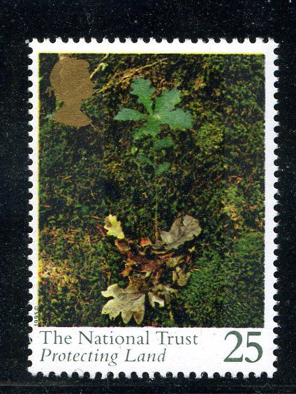 Oak Seedling