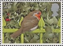 European Robin (Erithacus rubecula) on Railings and Holly