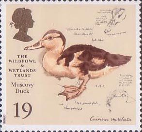 Muscovy Duck (Cairina moschata)