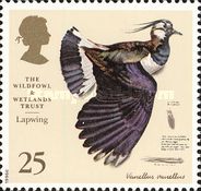 Northern Lapwing (Vanellus vanellus)