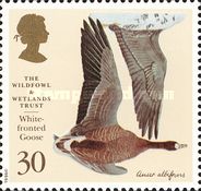 Greater White-fronted Goose (Anser albifrons)