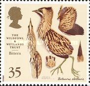 Eurasian Bittern (Botaurus stellaris)
