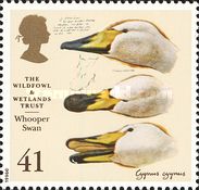 Whooper Swan (Cygnus cygnus)