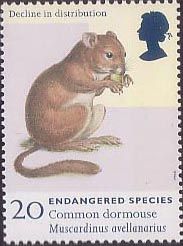 Common Dormouse (Muscardinus avellanarius)