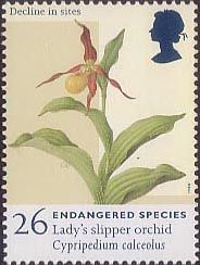 Lady's-slipper Orchid (Cypripedium calceolus)