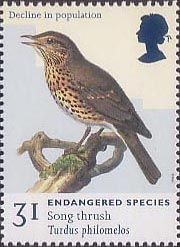 Song Thrush (Turdus philomelos)