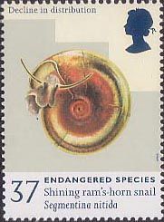 Shining Ram's-horn Snail (Segmentina nitida)