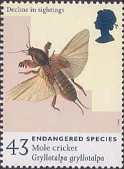 European Mole Cricket (Gryllotalpa gryllotalpa)