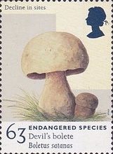 Devil's Bolete (Boletus satanas)