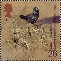 Galapagos Finch, Fossilized Skeleton perf 14½ x 14