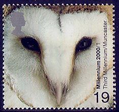 Common Barn Owl (Tyto alba)