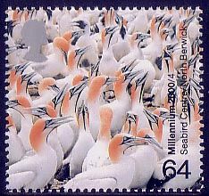 Northern Gannet (Morus bassanus)