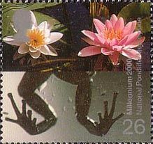 Frog's Legs and Water Lilies (National Pondlife Centre)