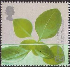 Hydroponic Leaves (Project SUZY, Teeside)